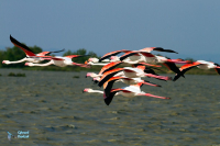 Flamant rose.
