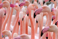 Flamant rose.