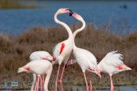Flamant rose.