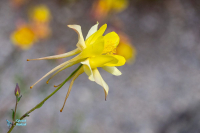 Ancolie de Barneby. Aquilegia barnebyi