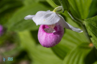 Sabot de vénus royal-Cypripedium reginae.