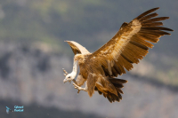 Vautour fauve.