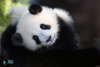Panda géant. Captivité.