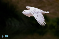 Harfang des neiges