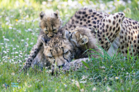 Guépard