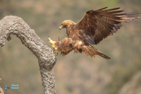 Aigle royal.
