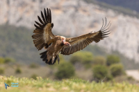 Vautour fauve