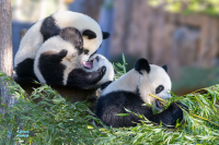 Panda géant. Captivité.