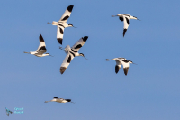 Avocette