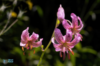 Lis martagon. Lilium martagon