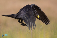 Grand Corbeau