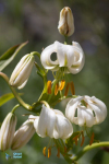 Lis martagon blanc. Lilium martagon.