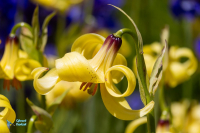 Lis à étamines soudées. Lilium monadelphum