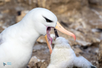 Albatros à sourcils noirs