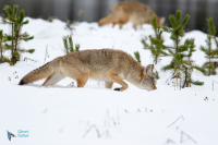 Coyote..