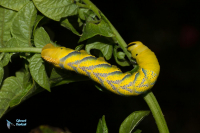 Sphinx à tête de mort- Acherontia atropos
