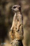Suricate.  Captivité.