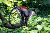 Cercopithèque de Roloway