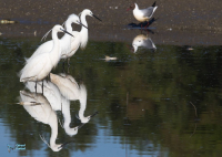 Aigrette garzette