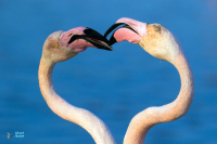 Flamant rose.
