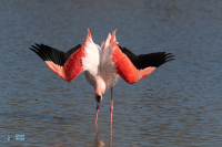 Flamant rose.