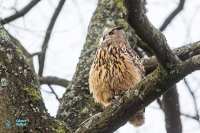 Hibou grand duc