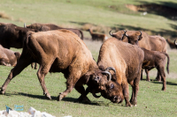 Bison d'Europe.