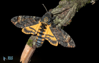 Sphinx à tête de mort- Acherontia atropos