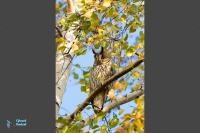 Hibou moyen-duc.