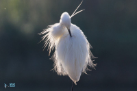 Aigrette garzette