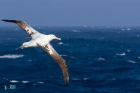 Albatros hurleur