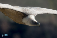 Vautour fauve.