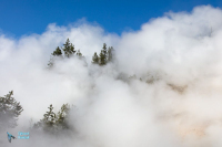 Yellowstone U.S.A.