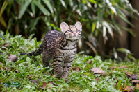 Jeune ocelot.