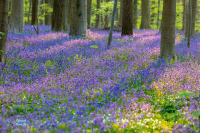 Jacinthe sauvage. Jacinthe des bois.