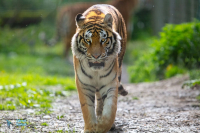 Tigre de Sibérie.  Captivité.