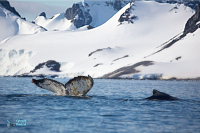 Baleine à bosse