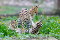 Serval. Captivité.