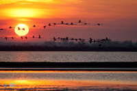 Flamant rose.