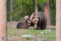 Ours brun.
