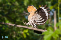 Huppe fasciée