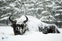 Bison d'Europe.