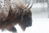 Bison d'Europe.