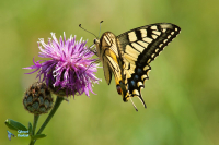 Machaon