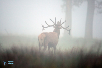 Cerf élaphe.