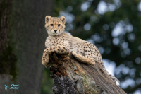 Guépard