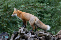 Renard roux.