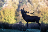 Brâme du cerf
