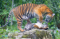 Tigre de Sumatra