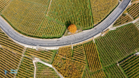 Vignoble en terrasses de Lavaux. Suisse..